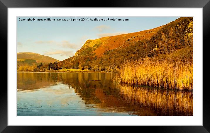  One Golden Moment In Autumn Framed Mounted Print by Linsey Williams
