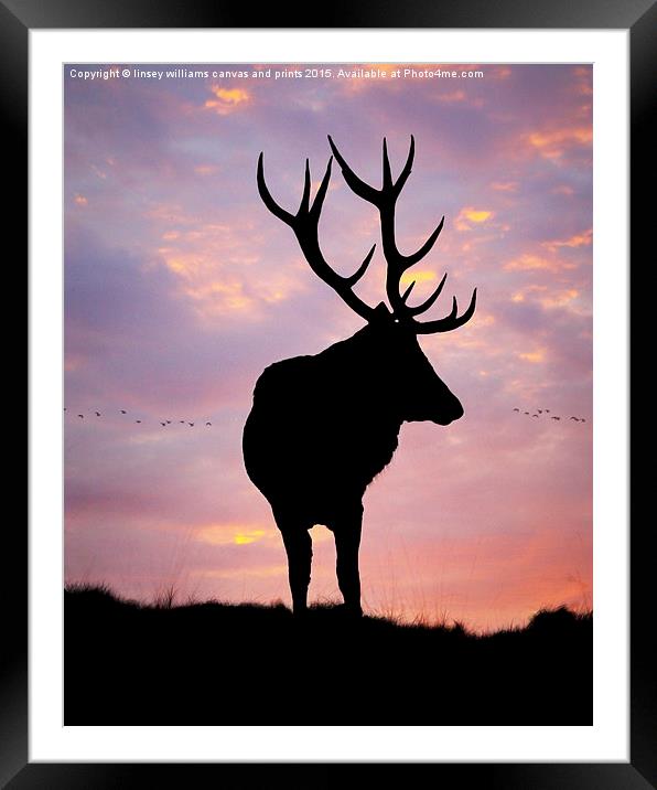 Stag And Sunset  Framed Mounted Print by Linsey Williams