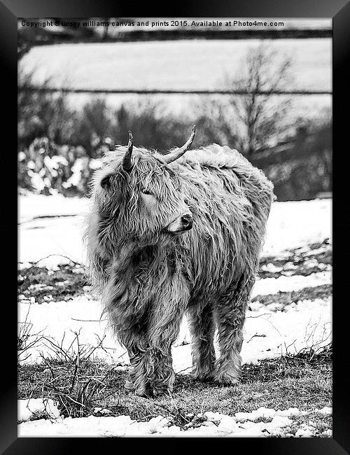  Highland Cow In Black And White Framed Print by Linsey Williams