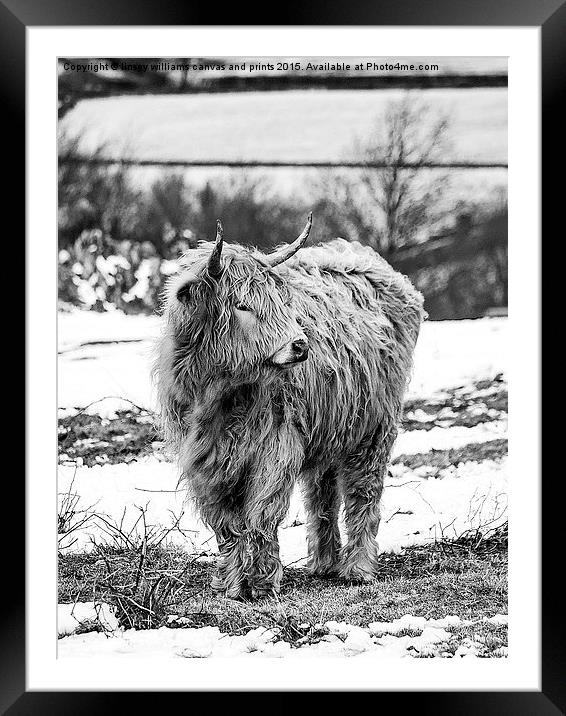  Highland Cow In Black And White Framed Mounted Print by Linsey Williams