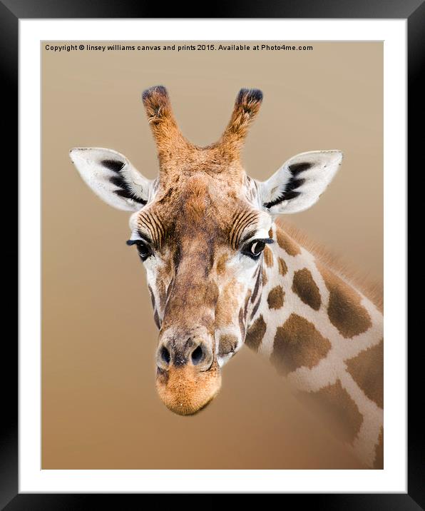 Beautiful Giraffe  Framed Mounted Print by Linsey Williams