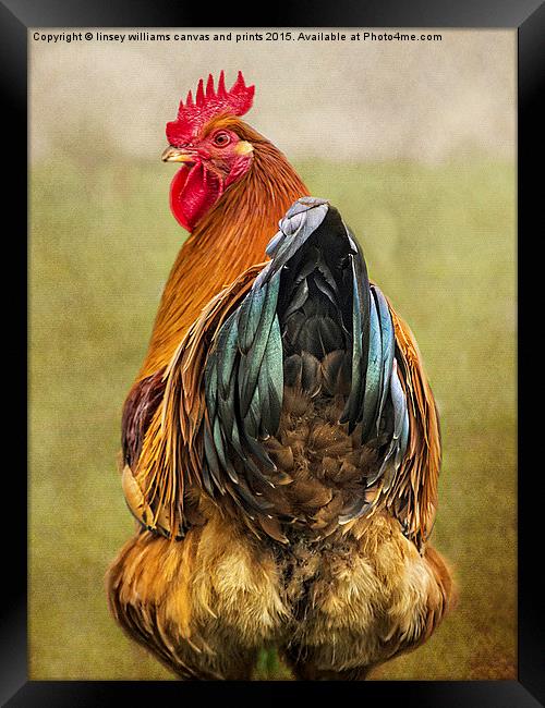 Chickens Hen Party Does My Bum Look Big In This?  Framed Print by Linsey Williams