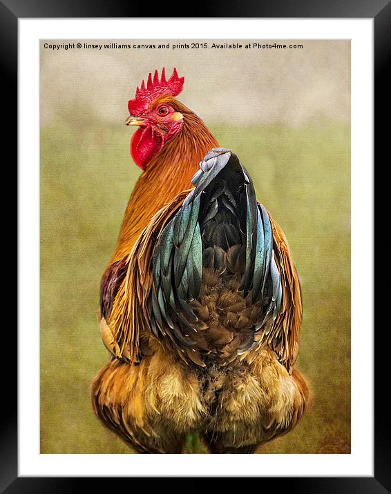 Chickens Hen Party Does My Bum Look Big In This?  Framed Mounted Print by Linsey Williams