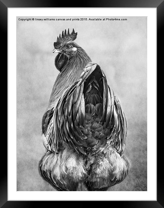 Hen Party Does My Bum Look Big In This B n W Framed Mounted Print by Linsey Williams