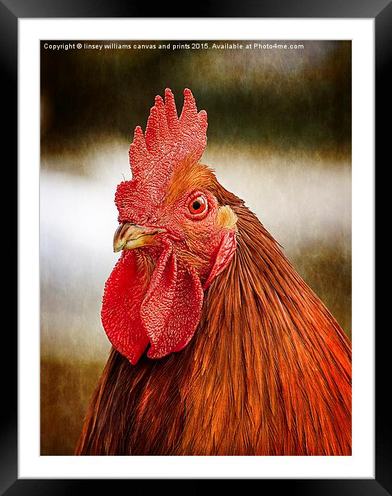  Cockerel/Rooster Portrait  Framed Mounted Print by Linsey Williams
