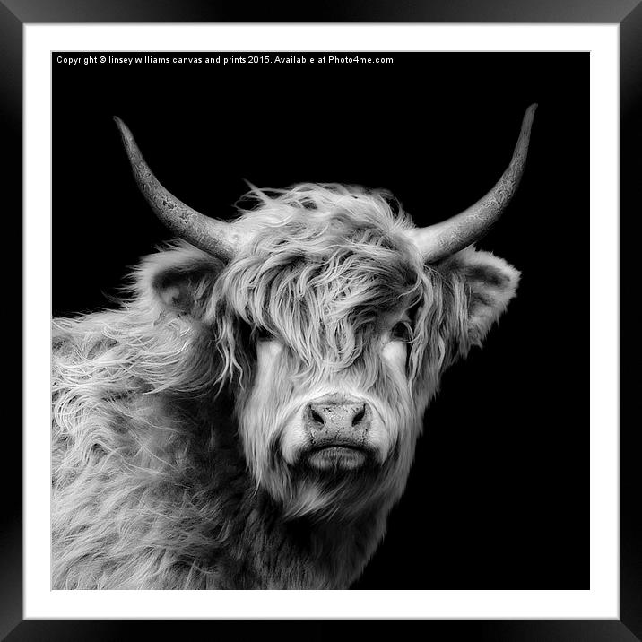 Highland Cow Portrait Framed Mounted Print by Linsey Williams