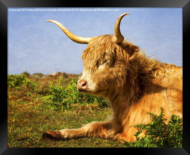 Highland Cows. Sleepy In The Sunshine With Texture Framed Print by Linsey Williams