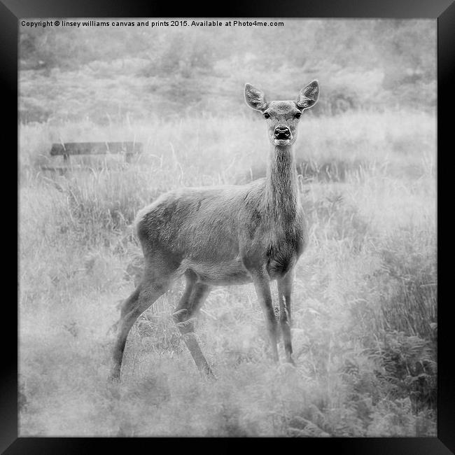 Red Deer Framed Print by Linsey Williams