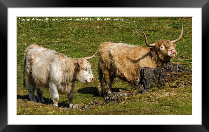  Two Coo's Framed Mounted Print by Linsey Williams