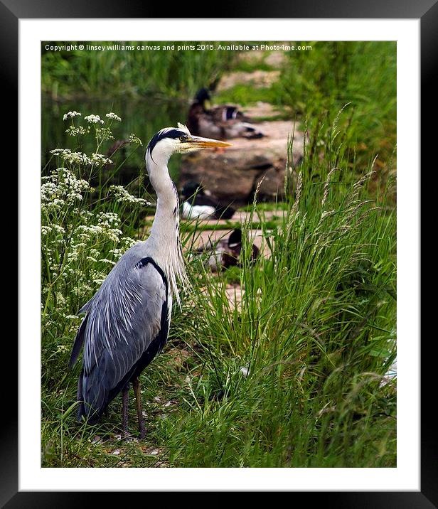  Grey Heron Framed Mounted Print by Linsey Williams