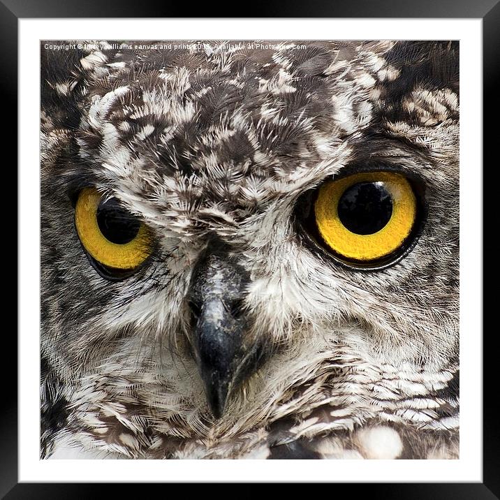 Birds Of Prey.  Look Into My Eyes My Eyes.  Framed Mounted Print by Linsey Williams