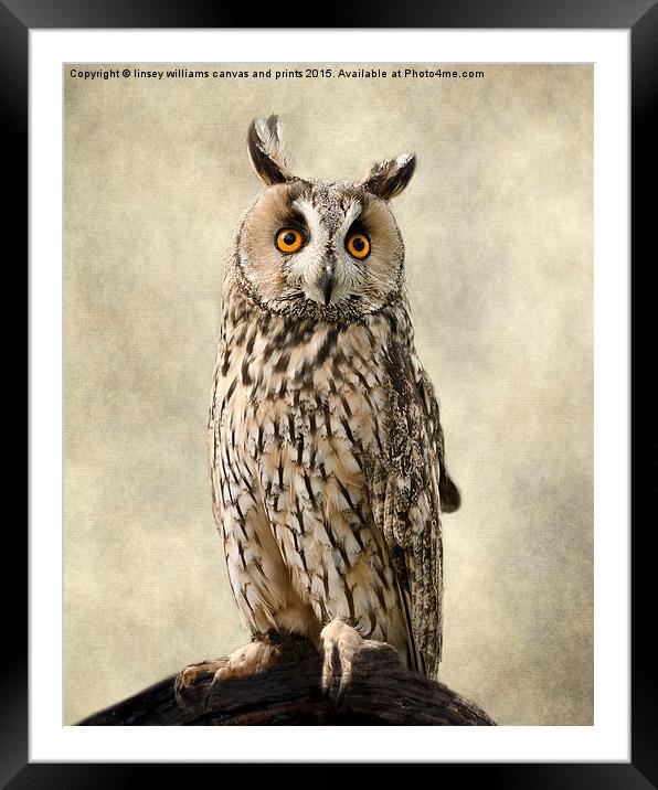  Birds Of Prey. Long Eared Owl Framed Mounted Print by Linsey Williams