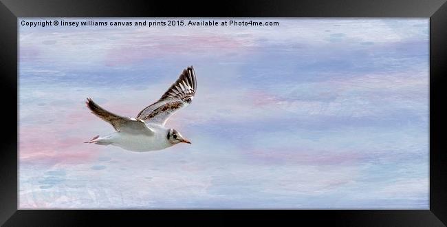  The Freedom Of Flying Framed Print by Linsey Williams