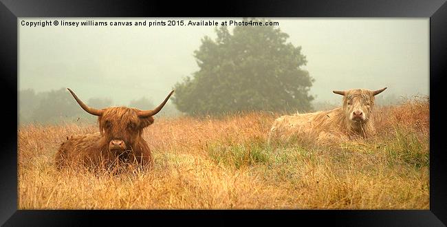 Highland Cow series. Heelans In The Mist  Framed Print by Linsey Williams
