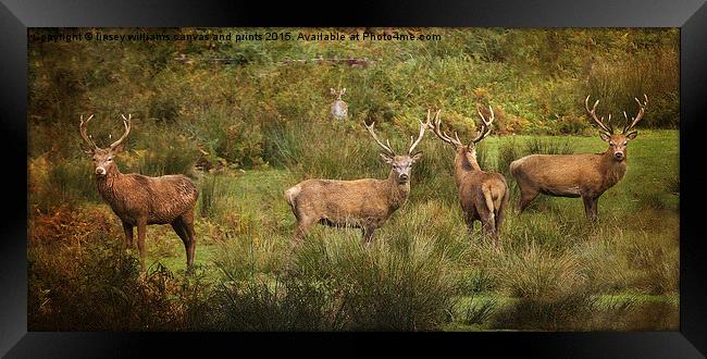Stag Party The Boys Framed Print by Linsey Williams