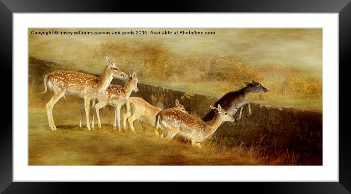 Fallow Deer Running Away Framed Mounted Print by Linsey Williams