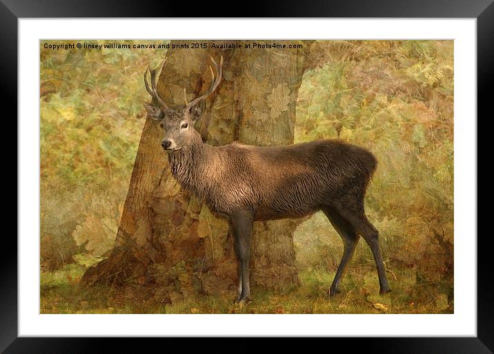 Stag Framed Mounted Print by Linsey Williams