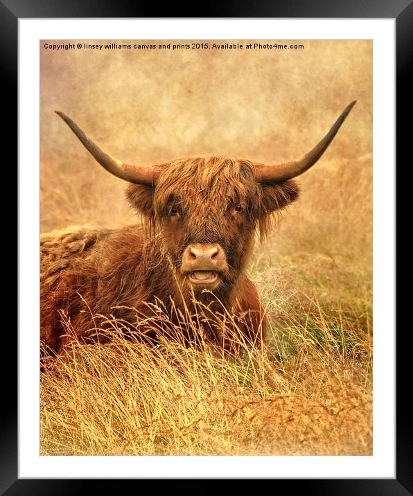  The Hairy Highlander Collection. Happy Highlander Framed Mounted Print by Linsey Williams