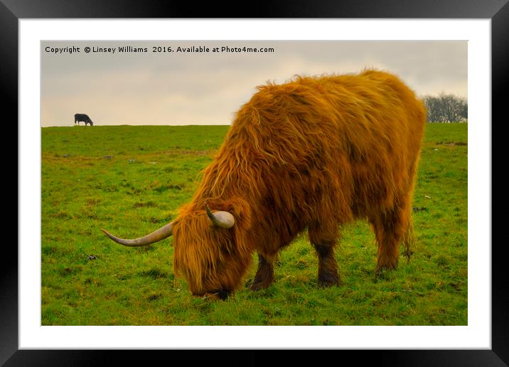 A Hairy Highlander Grazing Framed Mounted Print by Linsey Williams
