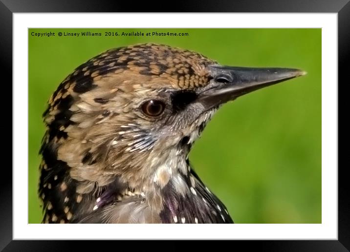 Starling Profile Framed Mounted Print by Linsey Williams