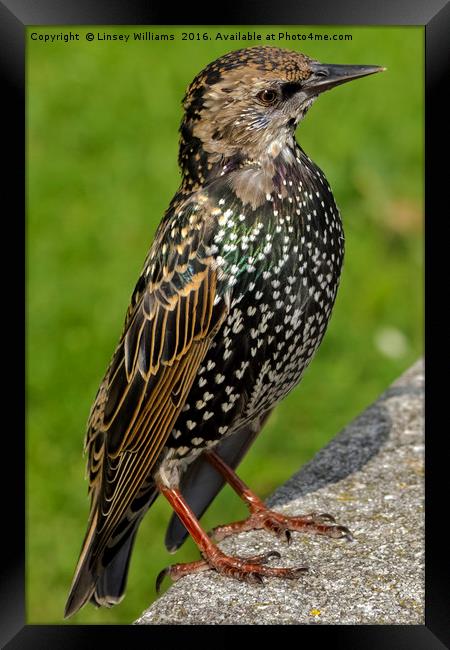 Starling Framed Print by Linsey Williams