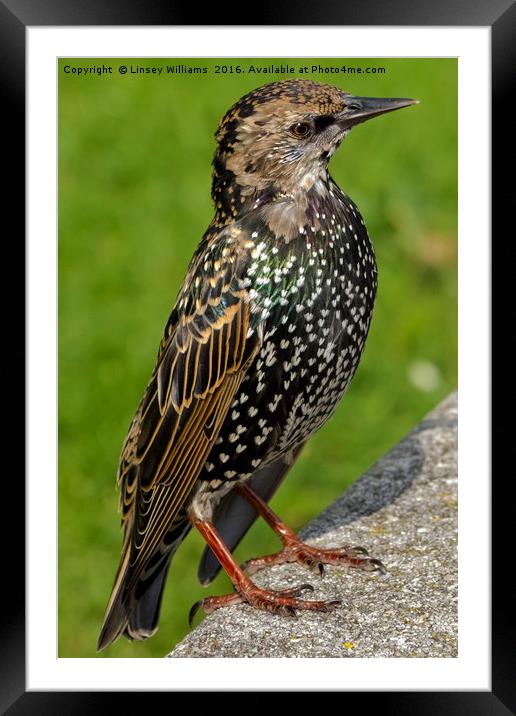 Starling Framed Mounted Print by Linsey Williams