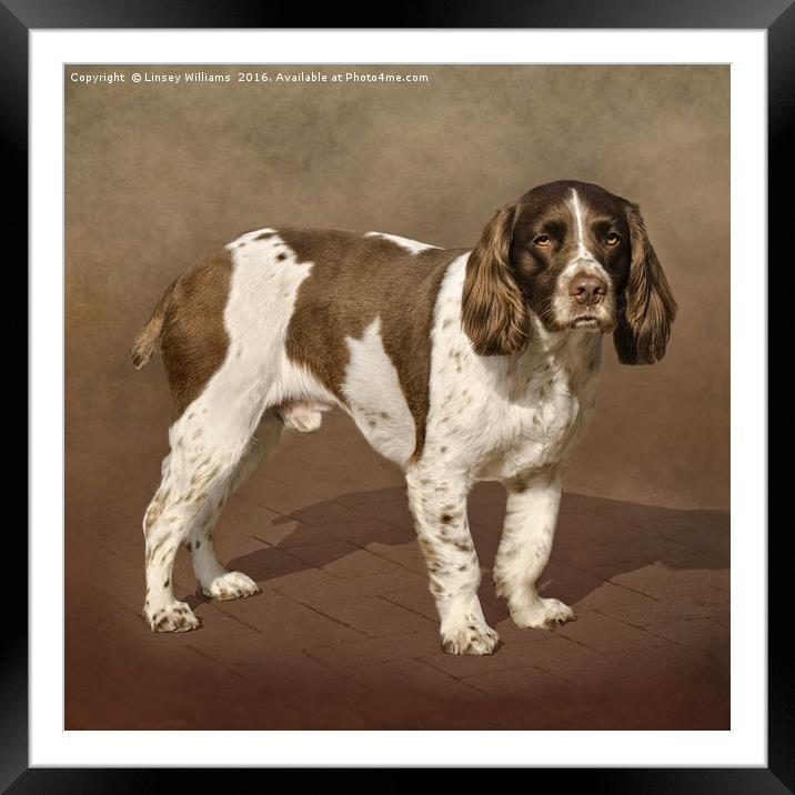 English Springer Spaniel Framed Mounted Print by Linsey Williams