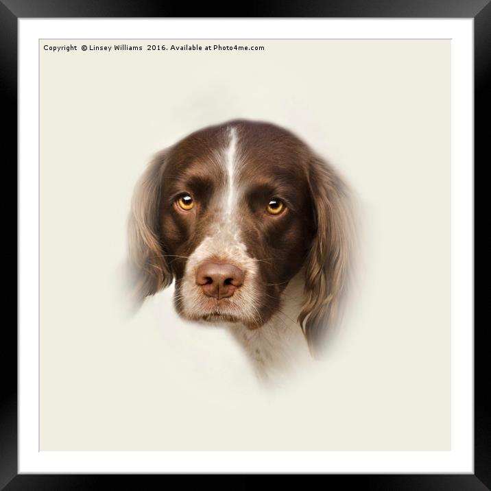 English Springer Spaniel 2 Framed Mounted Print by Linsey Williams