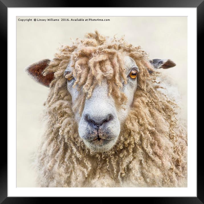 Leicester Longwool Sheep Framed Mounted Print by Linsey Williams