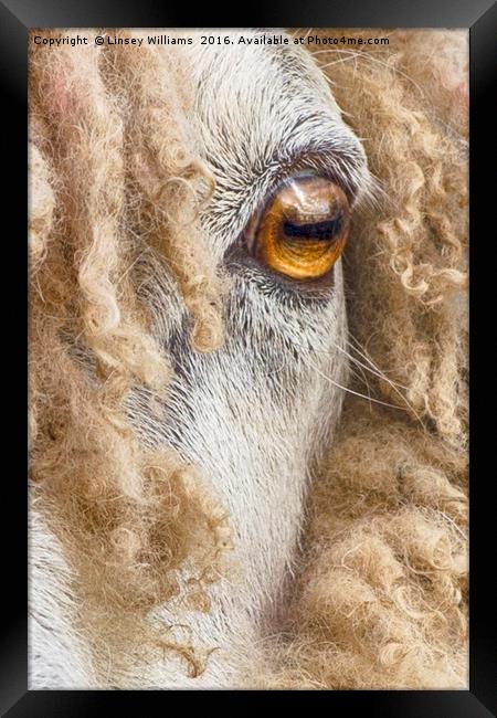 Leicester Longwool Sheep 2 Framed Print by Linsey Williams