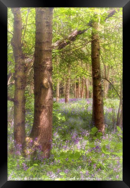 Dreaming of Bluebells in Spring Framed Print by Linsey Williams