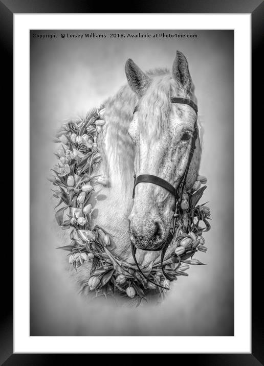 Horse 3 Framed Mounted Print by Linsey Williams
