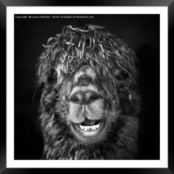 Alpaca. Happy Dayz Framed Mounted Print by Linsey Williams