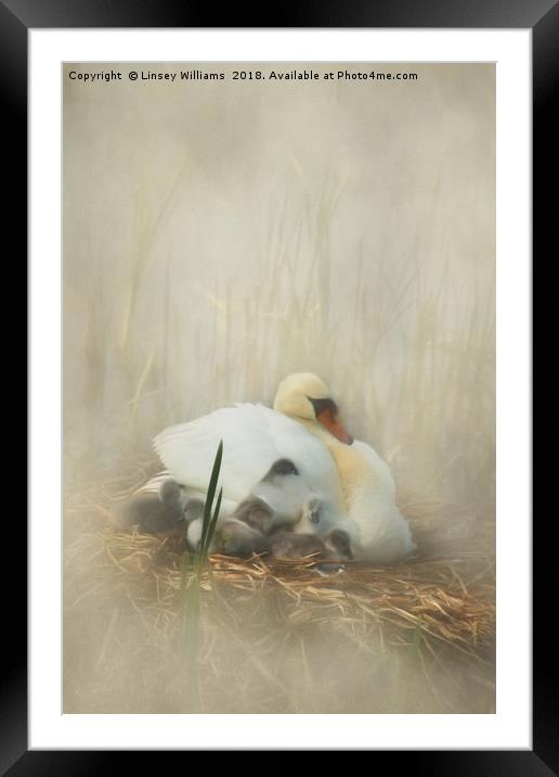 Cygnets Staying Close to Mother Framed Mounted Print by Linsey Williams