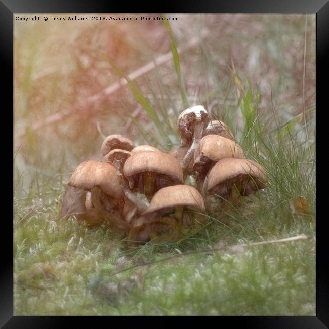 Toadstools Framed Print by Linsey Williams