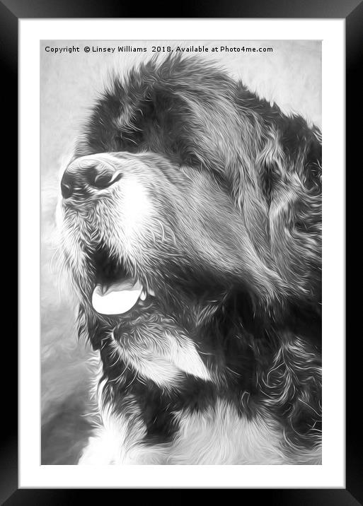 Newfoundland Dog Framed Mounted Print by Linsey Williams