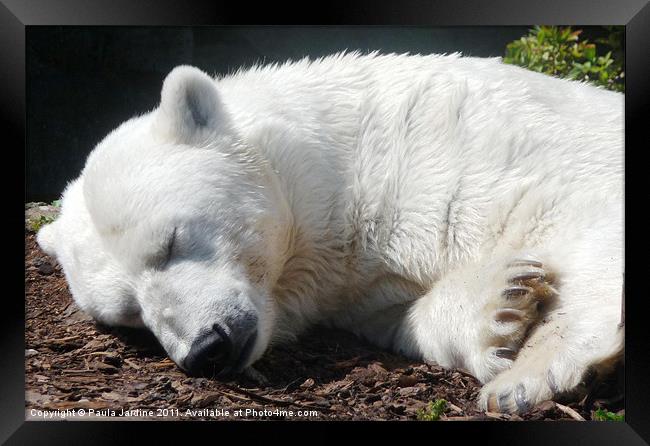 Polar Bear Framed Print by Paula Jardine