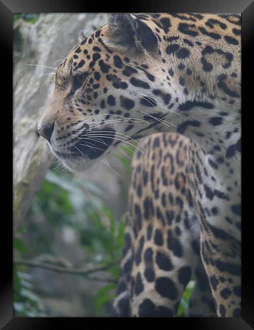 Amur Leopard Framed Print by Paula Jardine