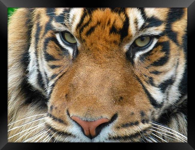 Close up tiger Framed Print by Paula Jardine