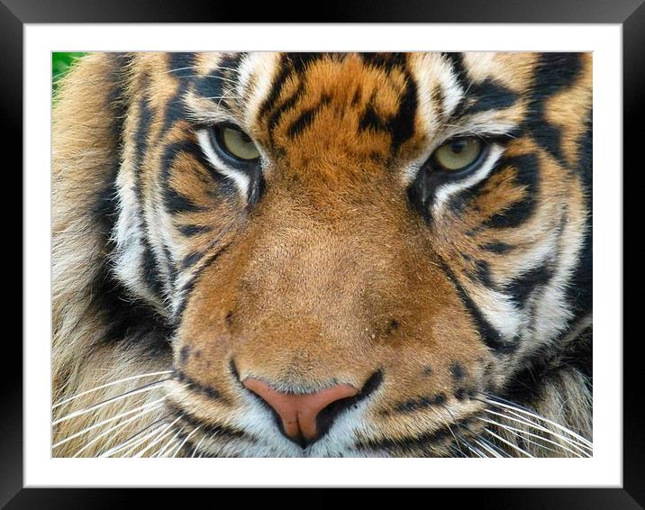 Close up tiger Framed Mounted Print by Paula Jardine
