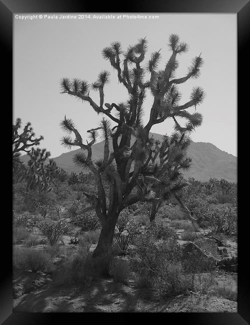  Joshua Tree Framed Print by Paula Jardine