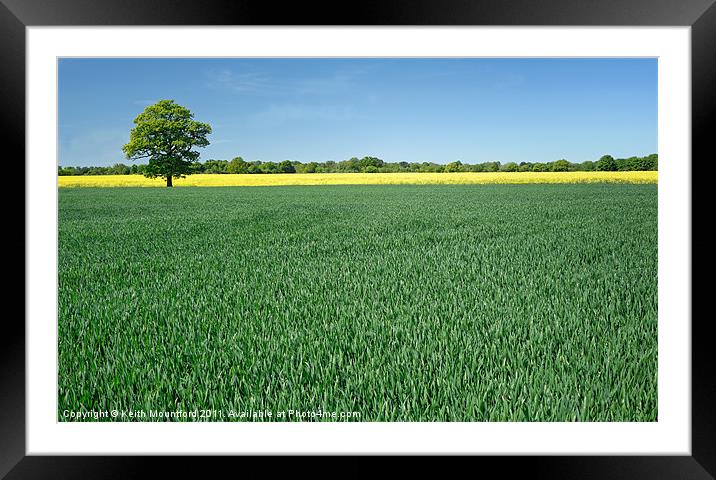 Lone Tree and Yellow Stripe Framed Mounted Print by Keith Mountford