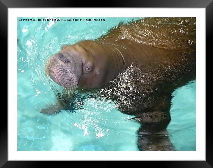 Mr Walrus Framed Mounted Print by Tricia Frances