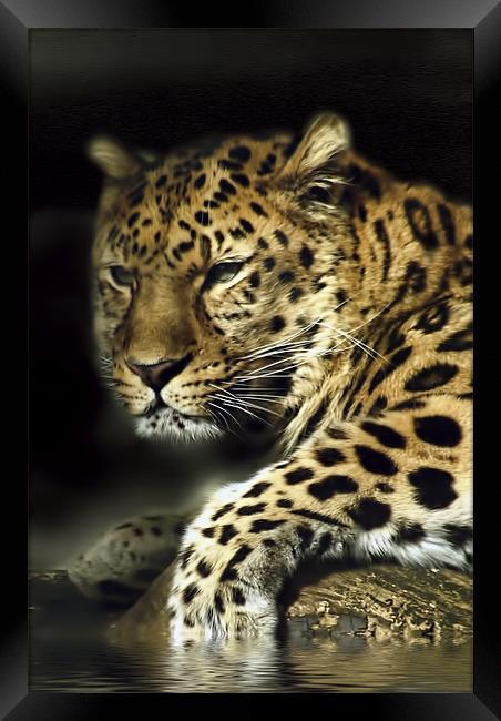 Leopard Aware Framed Print by Jay Ticehurst