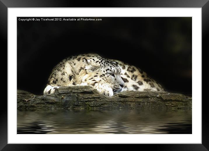 At rest Framed Mounted Print by Jay Ticehurst
