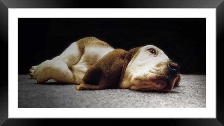 Dawg Tired Framed Mounted Print by Jay Ticehurst