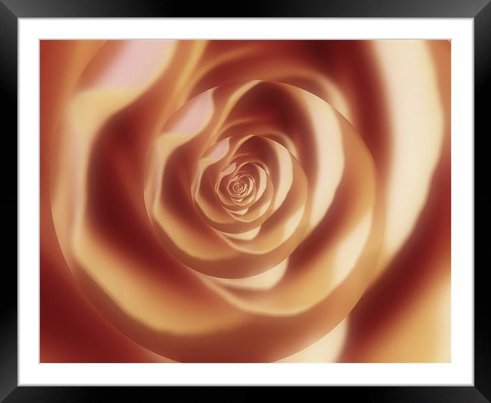 Abstract rose Framed Mounted Print by Jay Ticehurst