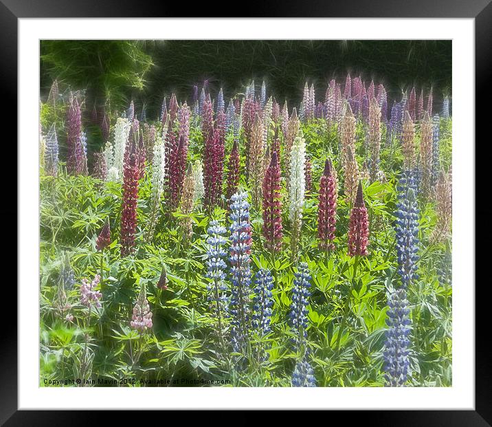 Dreamy Lupins Framed Mounted Print by Iain Mavin