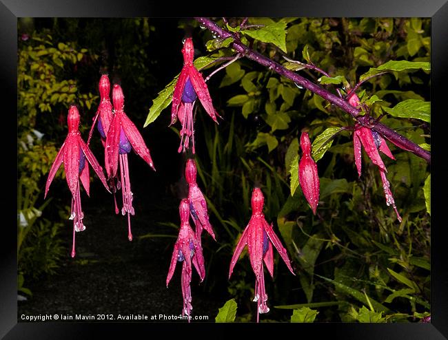 Floating Fuschias Framed Print by Iain Mavin