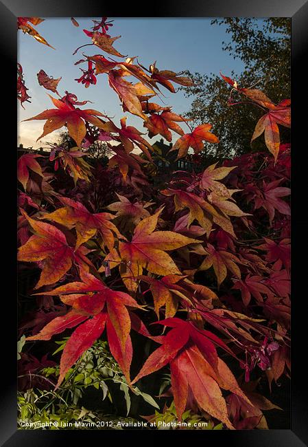 Falling Leaves Framed Print by Iain Mavin